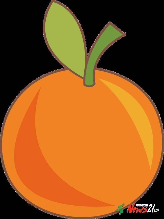 제주시， 고품질 만감류 출하 농가 장려금 지원